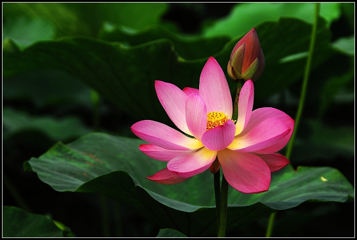 桓台马踏湖荷花