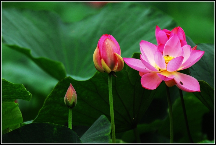 桓台马踏湖荷花