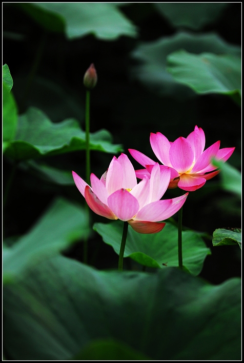 桓台马踏湖荷花