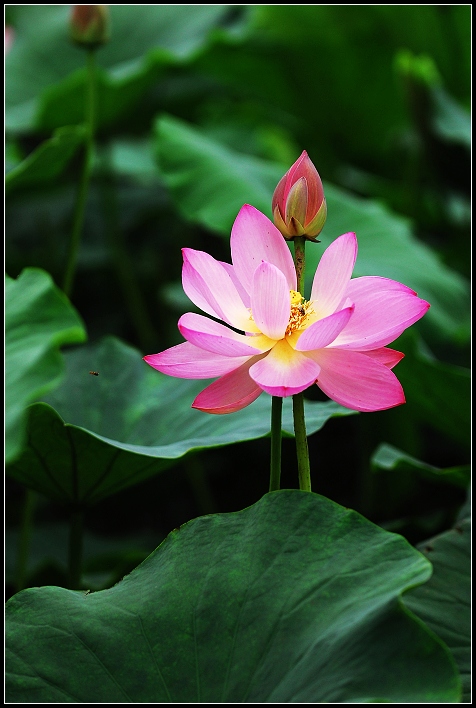 桓台马踏湖荷花