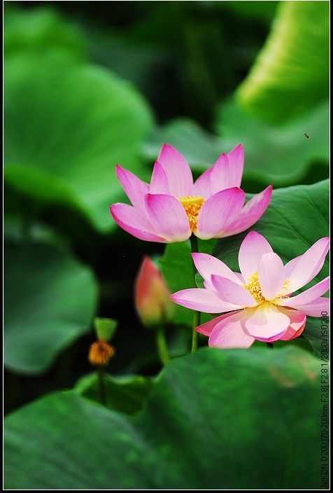 桓台马踏湖荷花