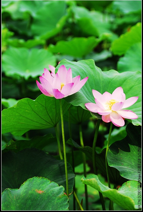 桓台马踏湖荷花