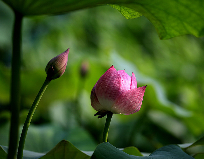 [原创]又到一年荷香时
