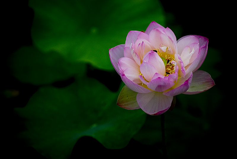 濮上荷花