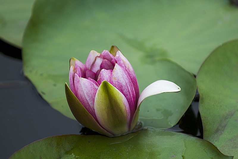 濮上荷花