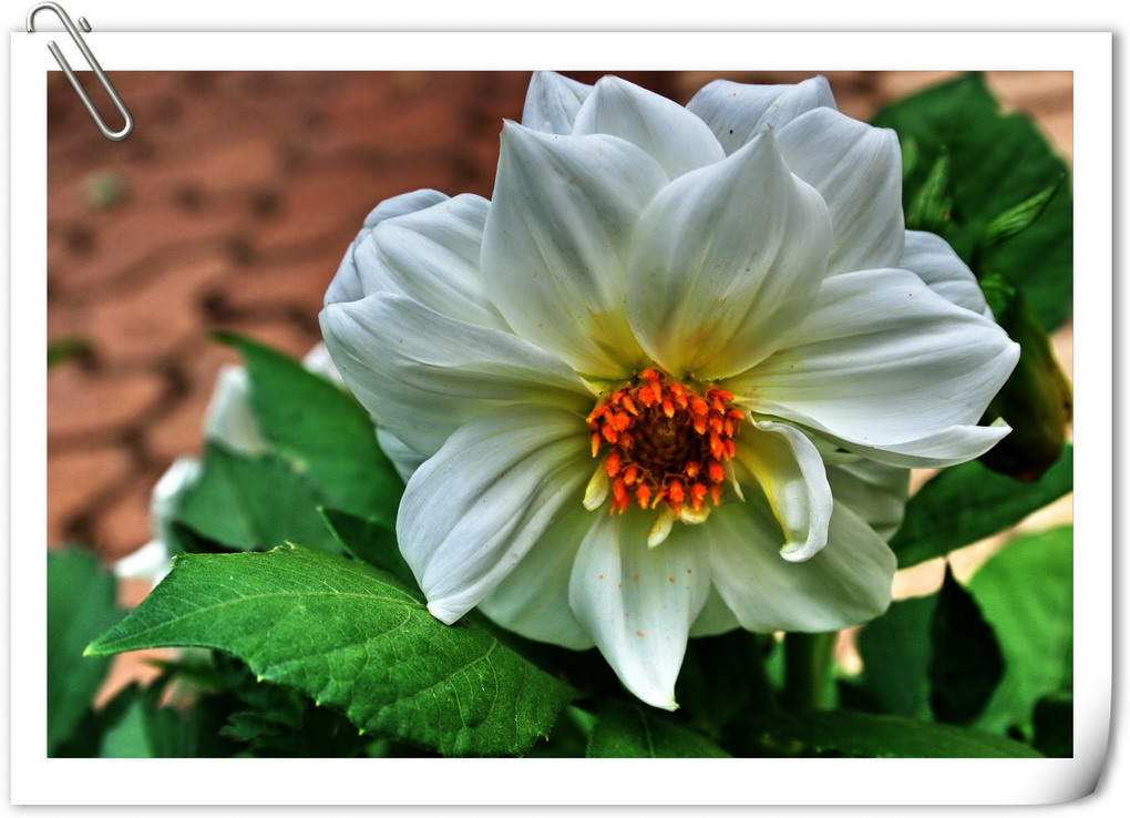 花