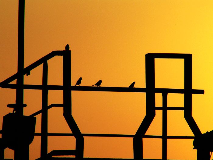 夕阳晚歌