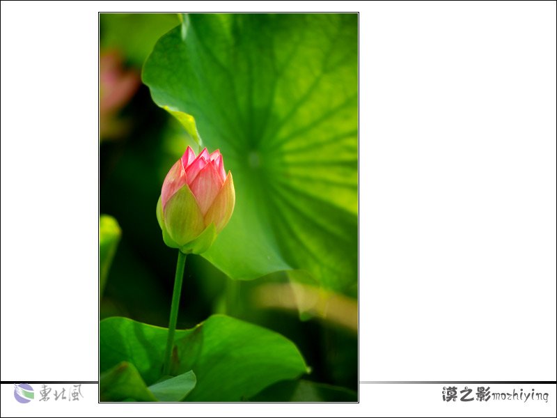 美景欣赏