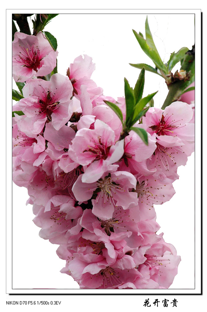 花开富贵