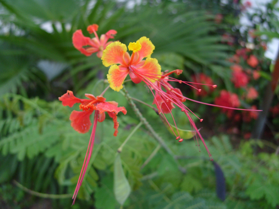 花