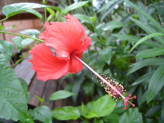 花