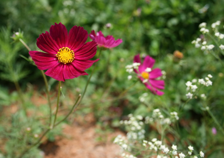 花