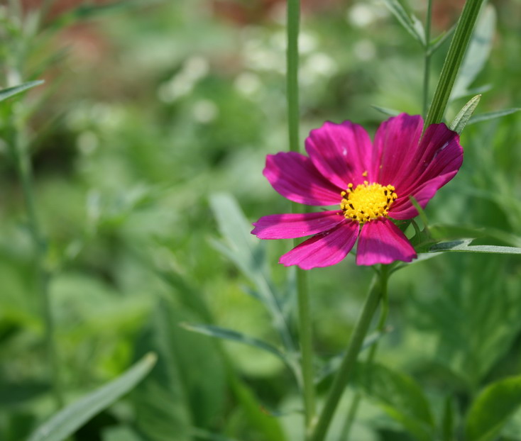 花