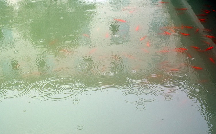 -雨.鱼.语-