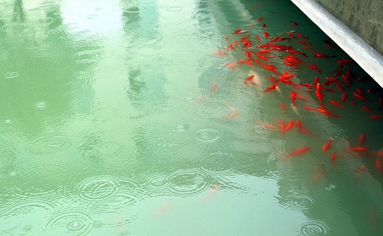 -雨.鱼.语-