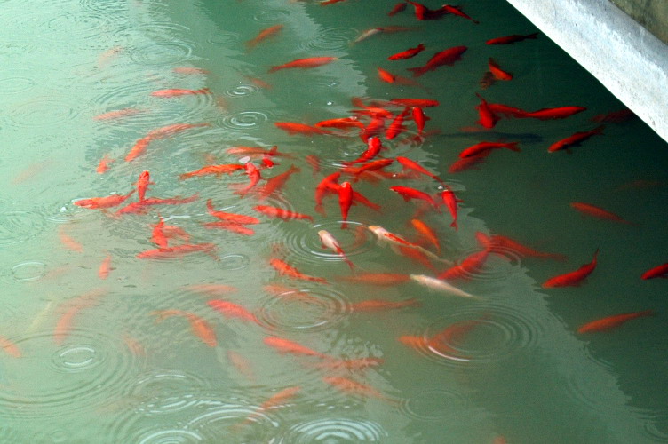 -雨.鱼.语-