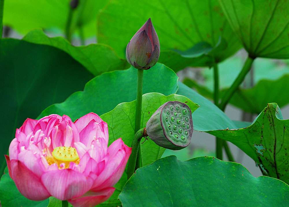 濮上荷花