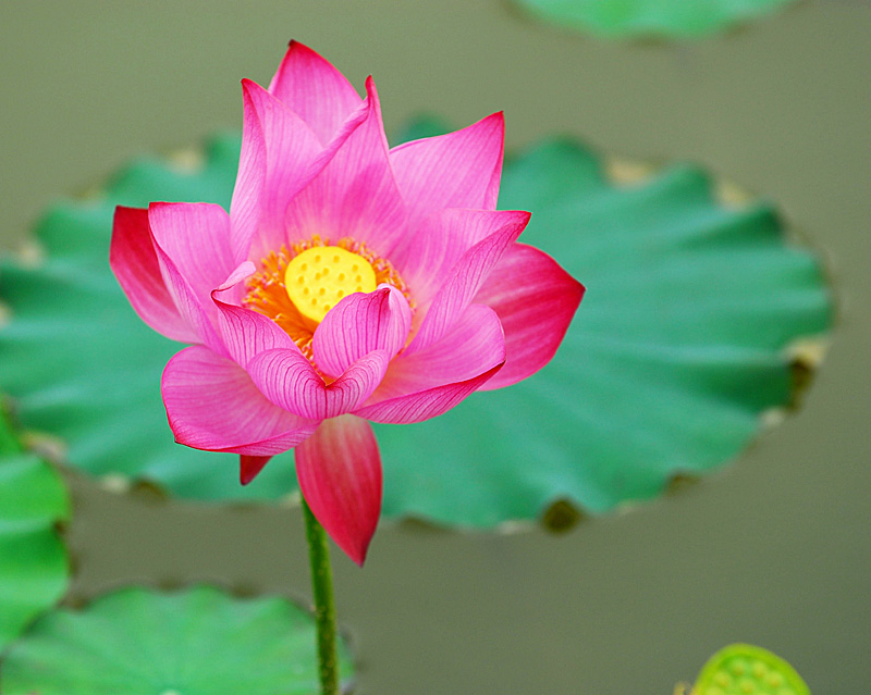 濮上荷花