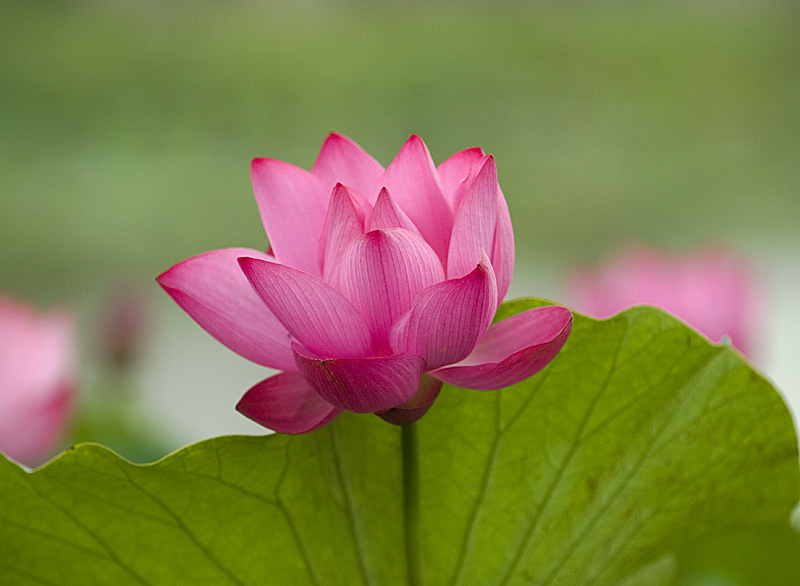 濮上荷花