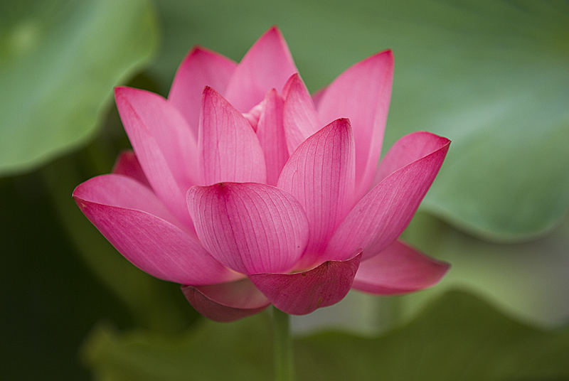 濮上荷花