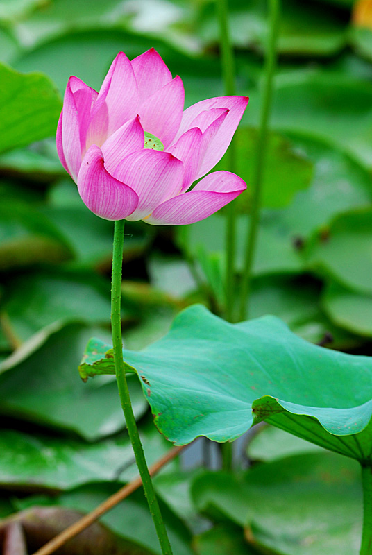 濮上荷花