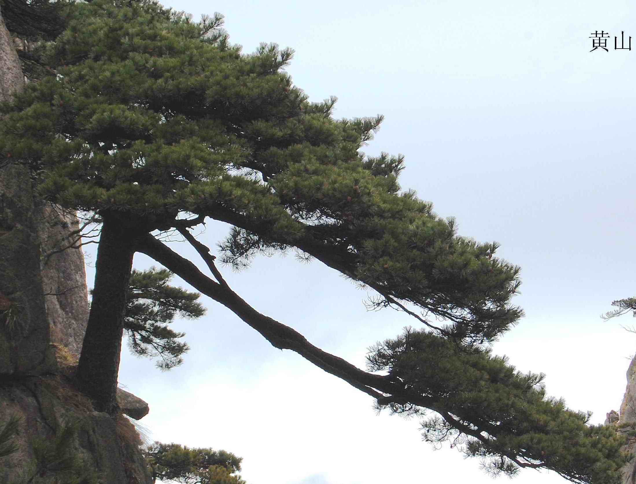 [原创]黄山