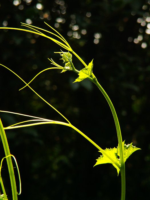 生命之舞