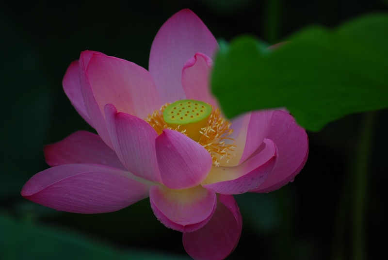 今日濮上荷花！（再拍）