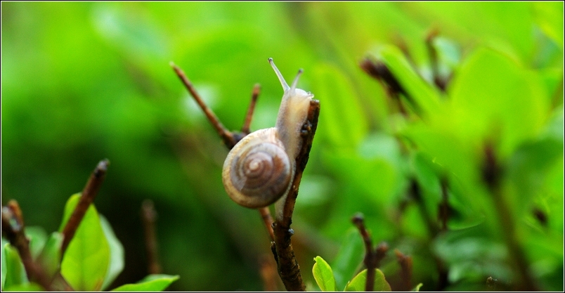 雨后看蜗