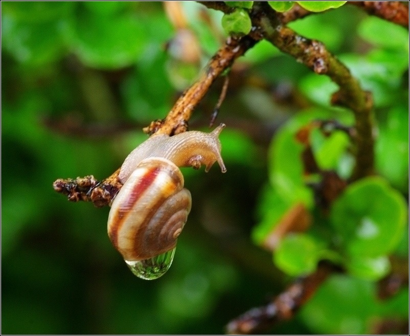 雨后看蜗