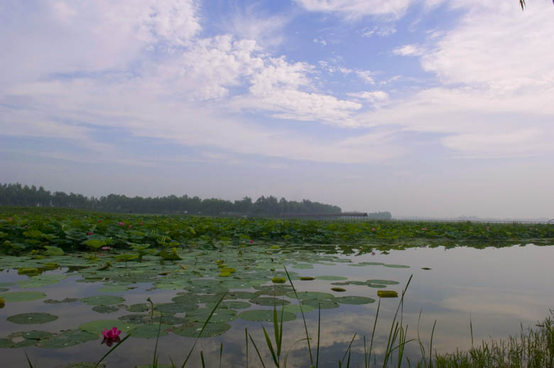 [原创]接天莲叶无穷碧   映日荷花别样红