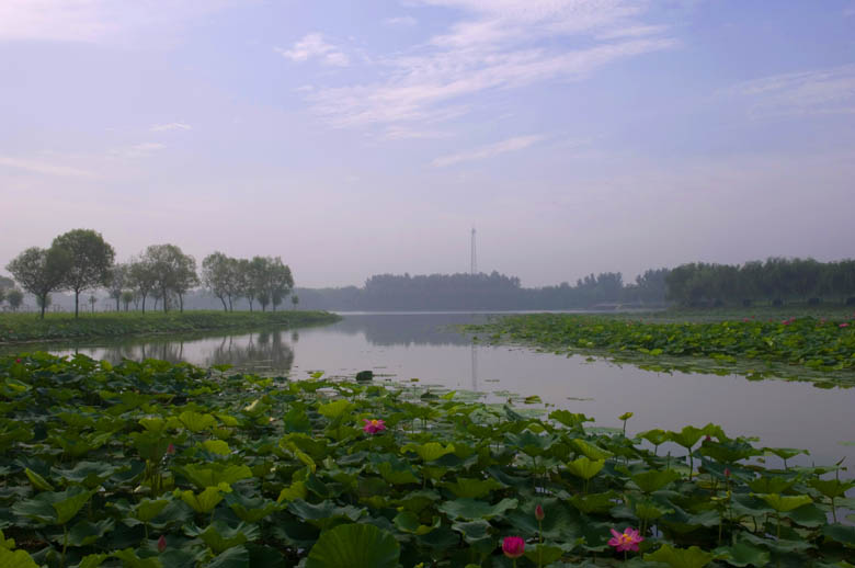 [原创]接天莲叶无穷碧   映日荷花别样红