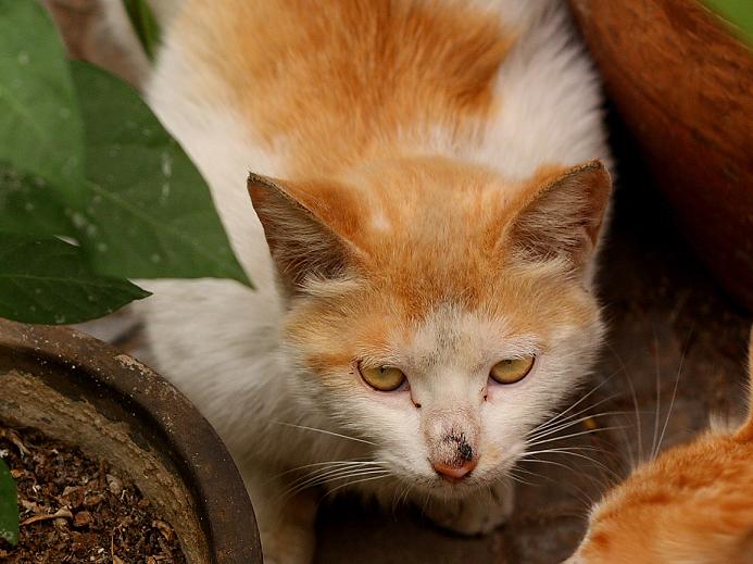 花、猫