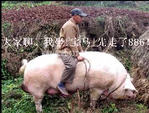 搞笑帖全集