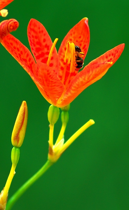 今日濮上荷花！（再拍）