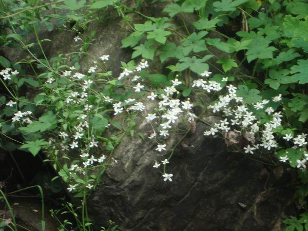 天平山风光