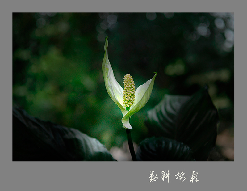 一帆风顺