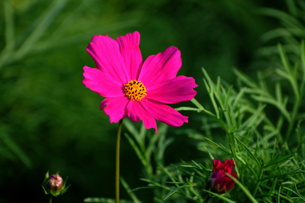 草原小花一组