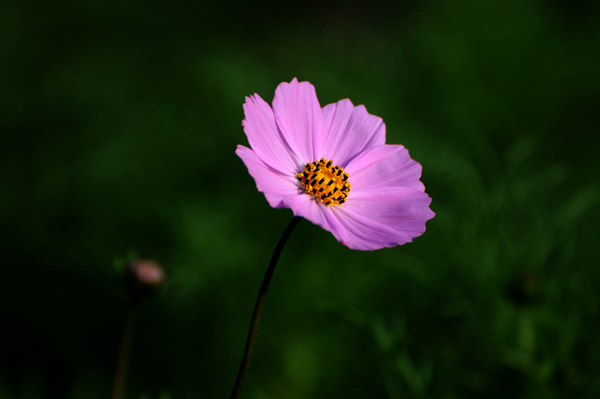 草原小花一组