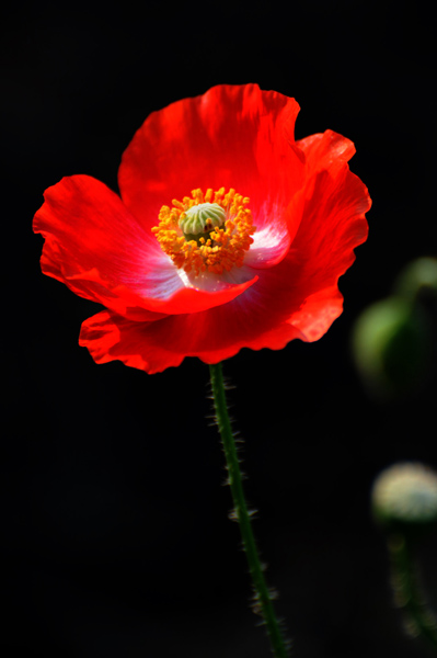 草原小花一组