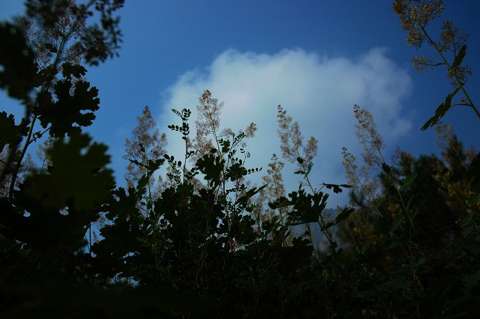 [聚焦天平山]山花烂漫