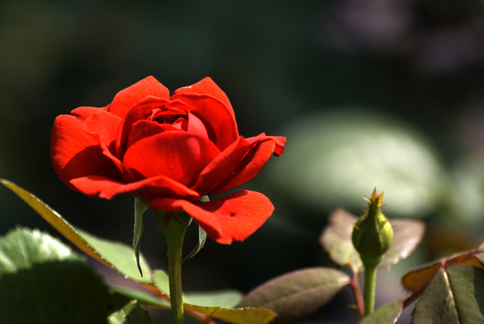 月季花