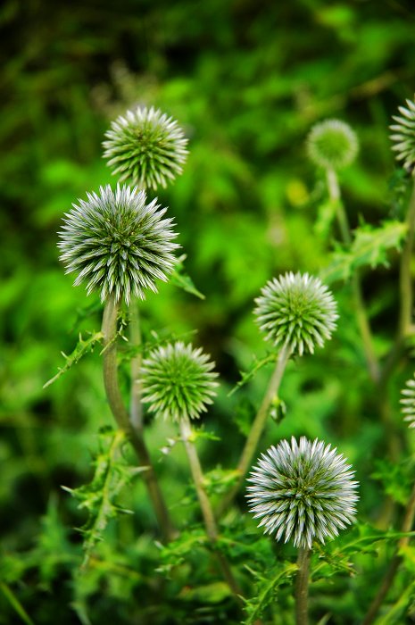 [聚焦天平山]山花烂漫