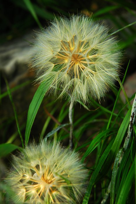 [聚焦天平山]山花烂漫