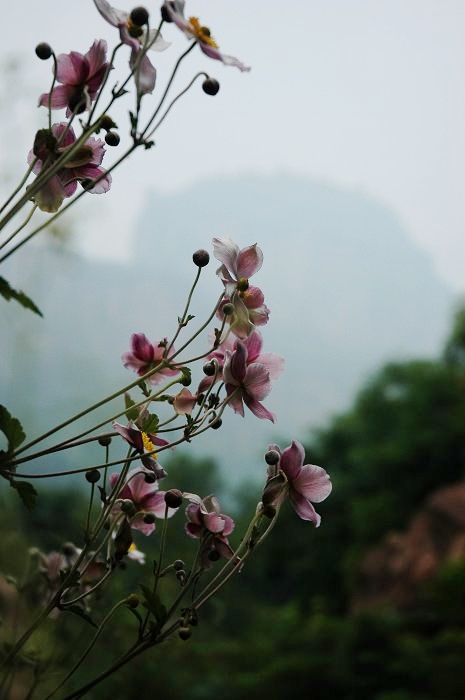 [聚焦天平山]山花烂漫