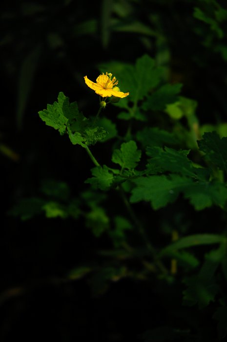 [聚焦天平山]山花烂漫