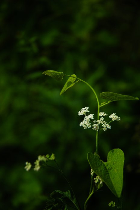 [聚焦天平山]山花烂漫