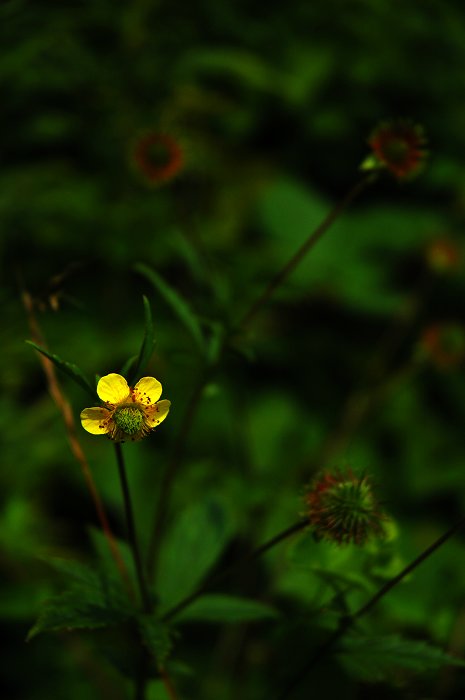 [聚焦天平山]山花烂漫