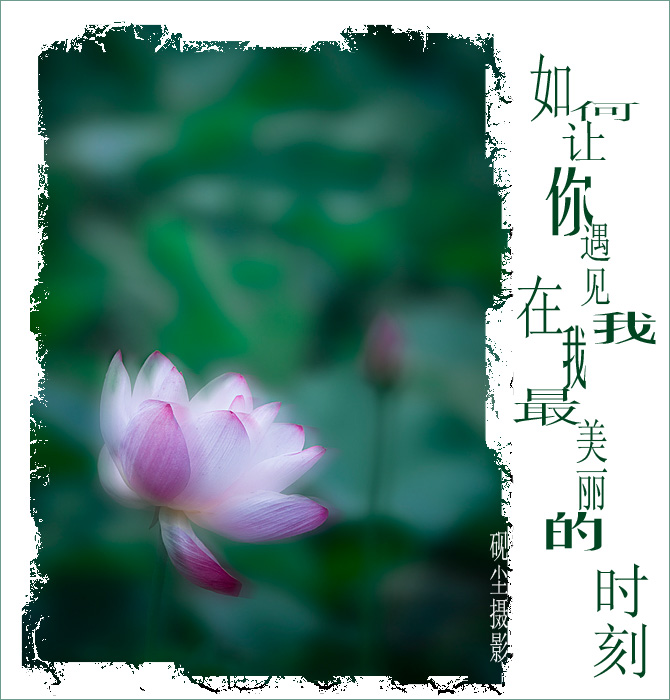 开花的树