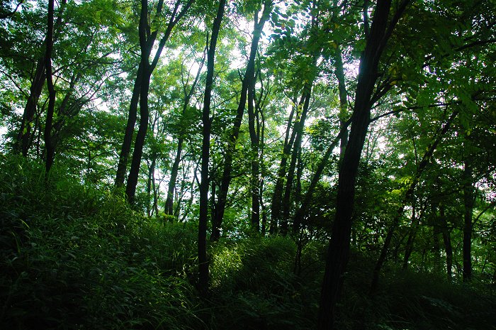 [聚焦天平山]树和亭